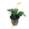 Anubias barteri var. nana  Tropica - Aquascaping, [Product_type] - Aquarium plants Canada, [Product_vendor] - Aquarium stone, Driftwood, [shop name] The Wet Leaf