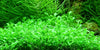 Glossostigma elatinoides Tropica - Aquascaping, [Product_type] - Aquarium plants Canada, [Product_vendor] - Aquarium stone, Driftwood, [shop name] The Wet Leaf