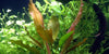 Echinodorus 'Rosé' Tropica