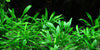 Cryptocoryne parva Tropica - Aquascaping, [Product_type] - Aquarium plants Canada, [Product_vendor] - Aquarium stone, Driftwood, [shop name] The Wet Leaf