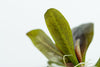 Echinodorus 'Reni'  1-2 Grow Tropica