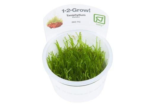 Java moss 1-2 Grow