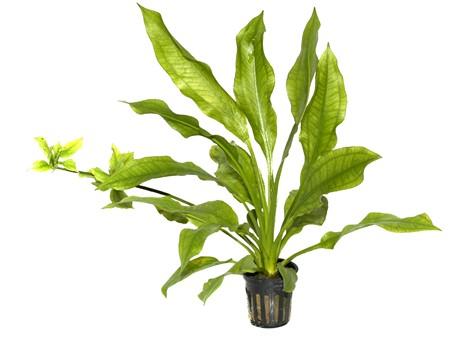 Echinodorus 'Bleherae' Tropica - Aquascaping, [Product_type] - Aquarium plants Canada, [Product_vendor] - Aquarium stone, Driftwood, [shop name] The Wet Leaf