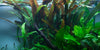 Cryptocoryne usteriana Tropica - Aquascaping, [Product_type] - Aquarium plants Canada, [Product_vendor] - Aquarium stone, Driftwood, [shop name] The Wet Leaf
