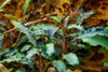 Bucephalandra 'Kedagang'  1-2 Grow Tropica