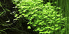 Hydrocotyle tripartita Tropica - Aquascaping, [Product_type] - Aquarium plants Canada, [Product_vendor] - Aquarium stone, Driftwood, [shop name] The Wet Leaf