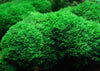 Riccardia chamedryfolia Tropica - Aquascaping, [Product_type] - Aquarium plants Canada, [Product_vendor] - Aquarium stone, Driftwood, [shop name] The Wet Leaf