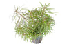 Pogostemon stellata Tropica - Aquascaping, [Product_type] - Aquarium plants Canada, [Product_vendor] - Aquarium stone, Driftwood, [shop name] The Wet Leaf